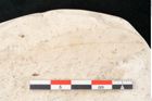 Foto (Detailansicht) von Quercus lonchitis Unger (NHMW-GEO-2024-0188-8196b)